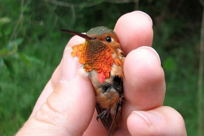 Allen's Hummingbird.