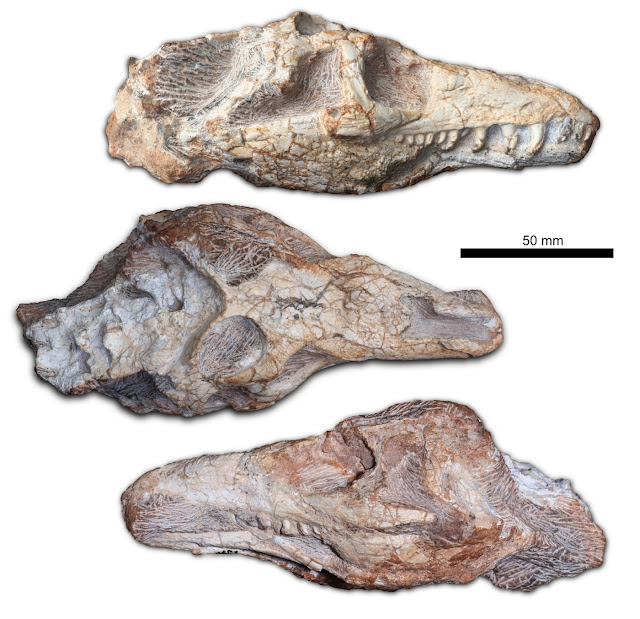 Ископаемый череп Teyujagua paradoxa