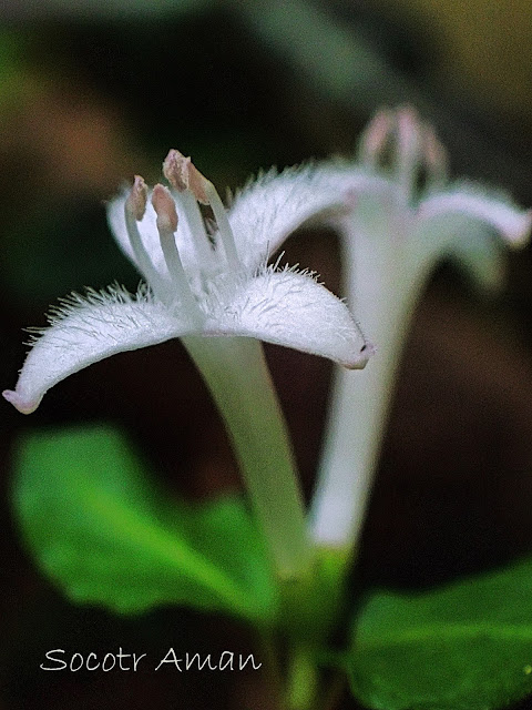 Mitchella undulata