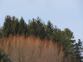 orange willow tree tips against evergreens