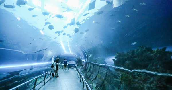 屏東車城|國立海洋生物博物館|三大水域展館|81米海底隧道|可愛企鵝白鯨|奇妙海底世界