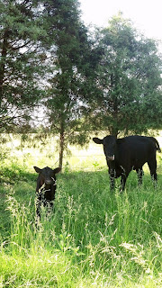 Pasture Cattle