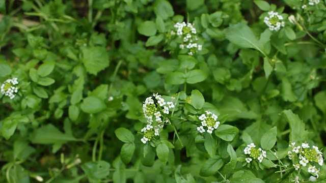 Organic quail - watercress as a forage and medicinal 