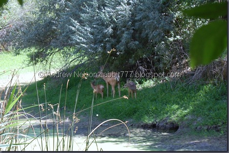 Copy of DSC_0599