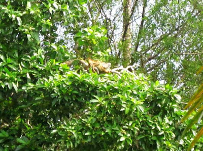 Iguana en Tortuguero