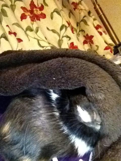 guinea pig peekaboo