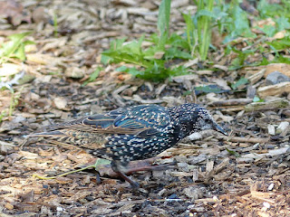 Etourneau sansonnet - Sturnus vulgaris