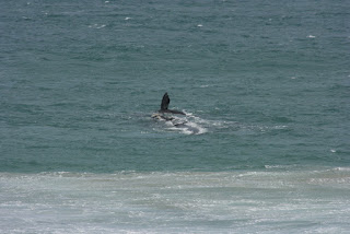 Walvis in zicht!