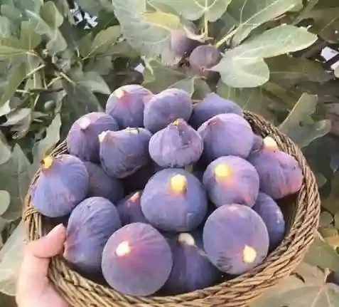 ত্বীন ফল কি ডুমুর