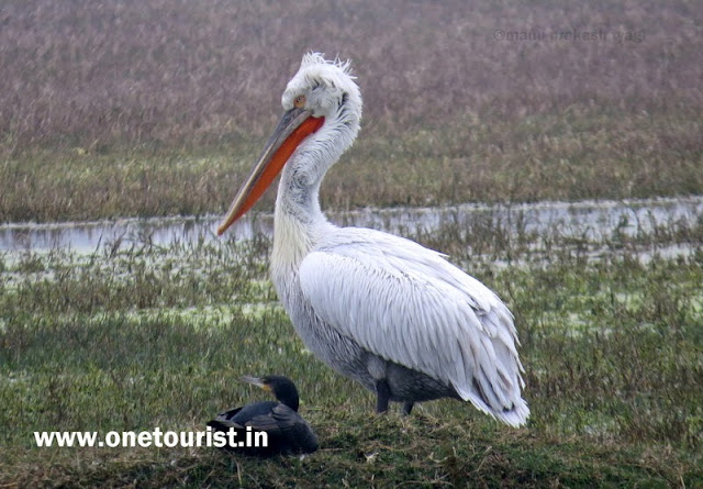 keoladeo national park , Bharatpur , Rajasthan 