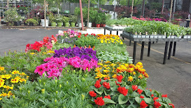 colorful annuals for sale at Agway on Cottage St