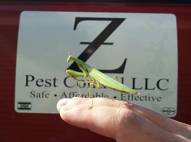 z pest control, walla walla, praying mantis, extermination