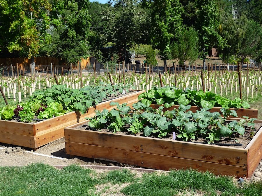 Raised Vegetable Garden Box