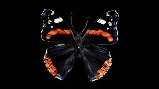 mariposa negra con naranja
