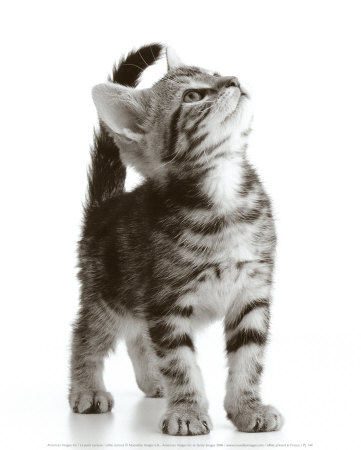 Thecikerascrapbook: GPRS: I want a cat named MILO (>
