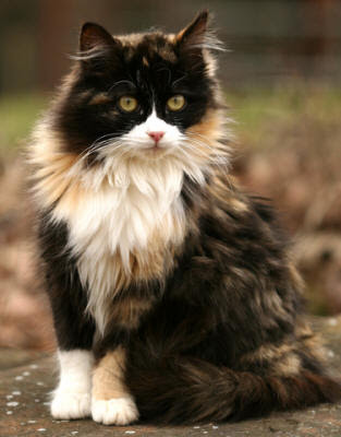 calico cats