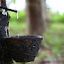 The Process of Rubber Production
