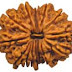 14 mukhi Rudraksha