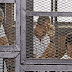 Al Jazeera Journalists Mark 400 Days In Egyptian Prison