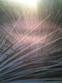 Mojave Valley Yucca, Photo by Maja Trochimczyk