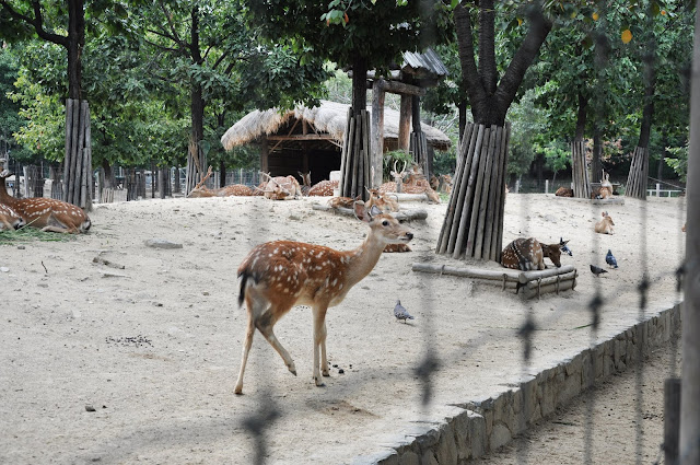 Seoul Forest (서울숲)