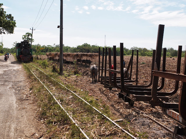 Buffalo Train at Sumberharjo