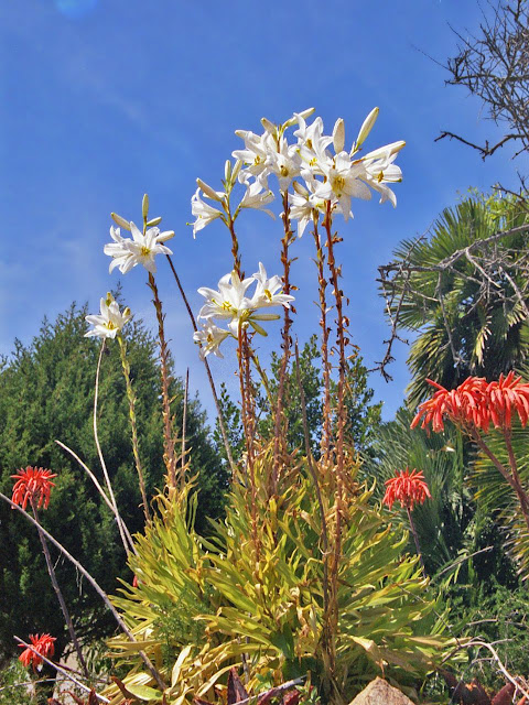 Лилия белоснежная (Lilium candidum)