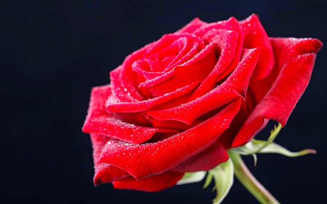 Red Rose Hd Image
