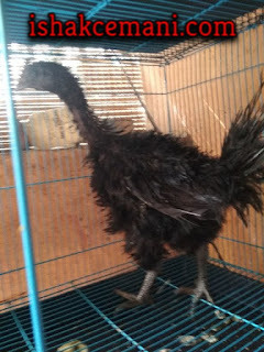 Ayam Cemani Walik Betina