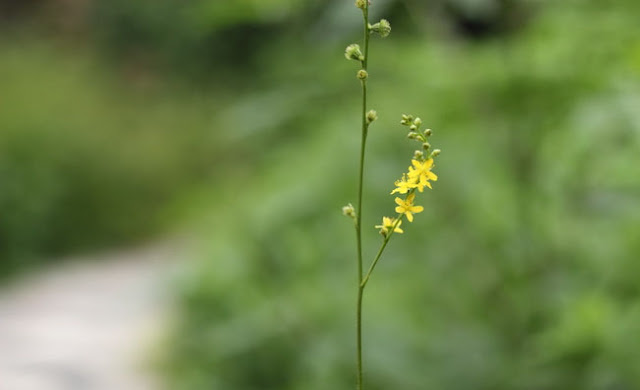 Agrimony Flowers Pictures