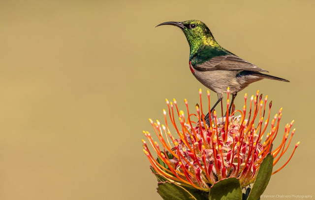 Southern Double-Collared Sunbird perched on a Pincushion Protea Kirstenbosch Vernon Chalmers Photography