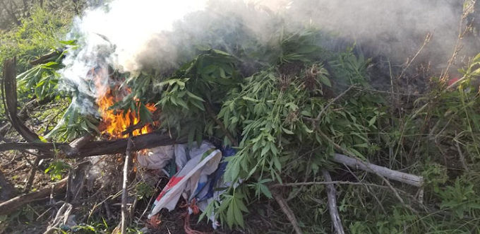 Fwd: GN destruye 17 mil 500 plantíos de marihuana en Michoacán