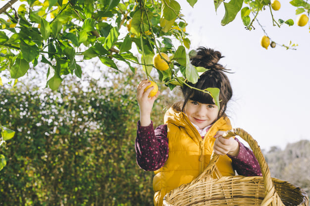 Manfaat Buah Lemon Bagi Kesehatan Anak