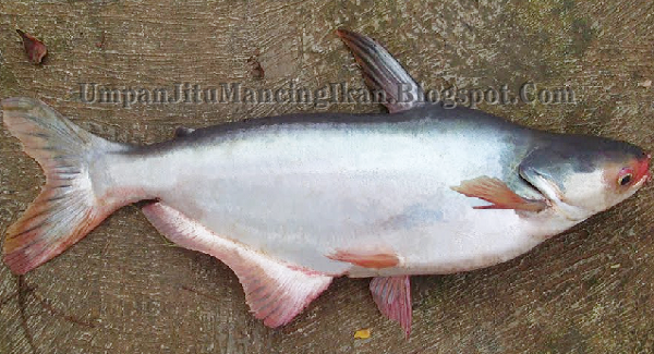 Umpan Jitu Ikan Jambal