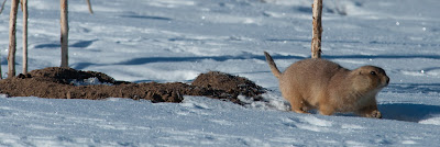 Prairie Dog, Cherry Creek State Park