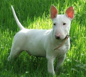 Bull Terrier Classifications - Before Buying Online Via Bull Terrier For Sale Sites