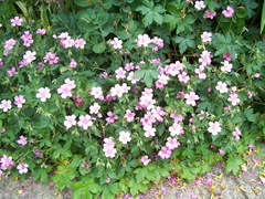 Pink geranium - Crane's-bill