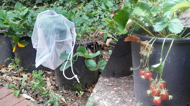 keep squirrels away from strawberries UK