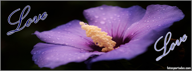 Imagenes De Flores Moradas Para Portada - fondos para whatsapp de flores moradas Mejores Imágenes