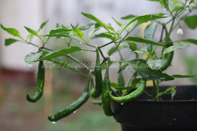 Harvesting Chilies