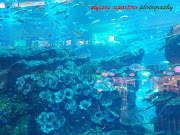 dubai aquarium at dubai mall. No comments: · Email ThisBlogThis!