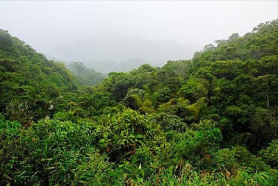 食人樹 馬達加斯加