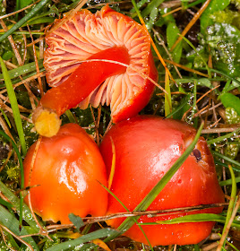 Hygrocybe coccinea, Scarlet Waxcap.   Knole Park, 4 December 2014.