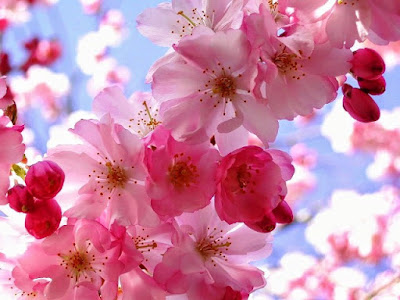 Bunga Tercantik di Dunia-Sakura-Jepang
