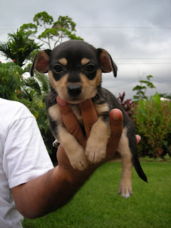 Chihuahua puppies