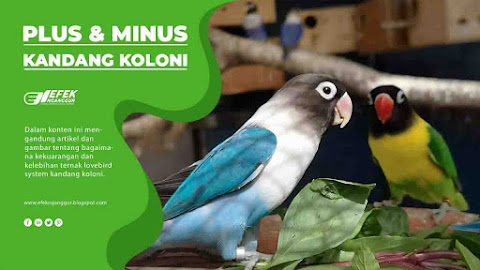 Kekurangan Dan Kelebihan Ternak Lovebird Kandang Koloni