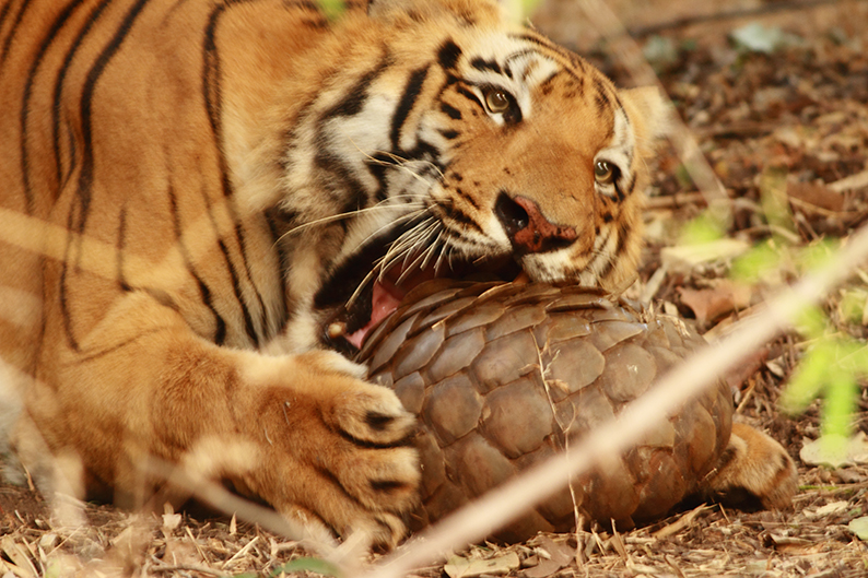What Do Bengal Tigers Eat