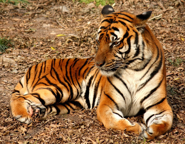 tiger wallpapers hd free