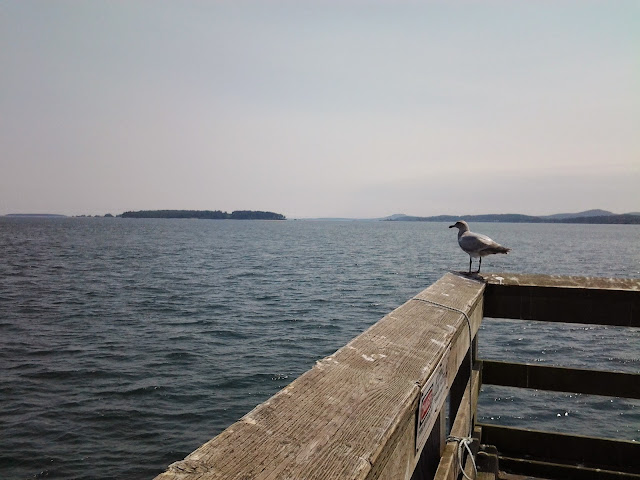 sidney bc gull