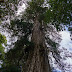 Ξέρετε που βρίσκεται το γηραιότερο δέντρο του κόσμου;(βίντεο)